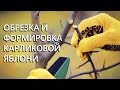 Как формировать и обрезать карликовую яблоню?