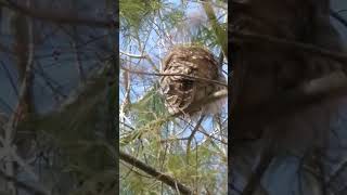 Barred Owl 🦉 Lemoine Point, Kingston, Ontario