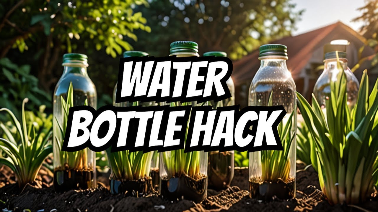 Garlic Growth Hack: Water Bottles to the Rescue!