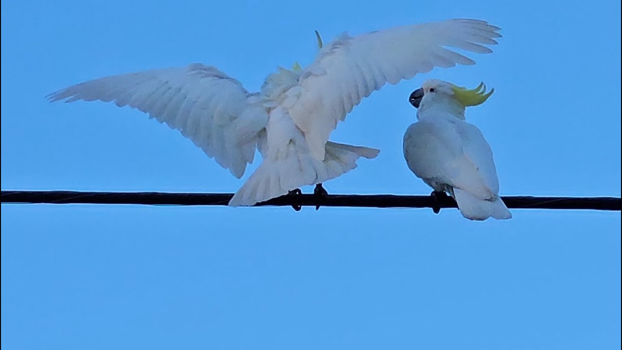 Cockatoos resolving conflict 