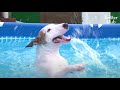 Dog Who Can't Live Without A Pool Suddenly Stopped Swimming, Because? (Part 1) | Kritter Klub