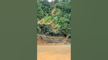 Rice Seedlings Throwing  Method | Nature Creation