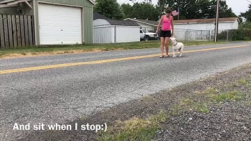 Intro to prong and heel command with Boh