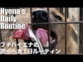 ブチハイエナの驚くべき１日ルーティン【Spotted hyena's Daily Routine】