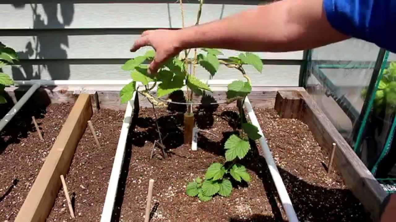 Remo Nutrients R&D - Growing Hops - 2 Month Update