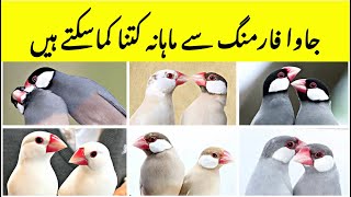 Java Finch Monthly Profit | Java Farming Business | Fawn Java Breeding Business | Home Business