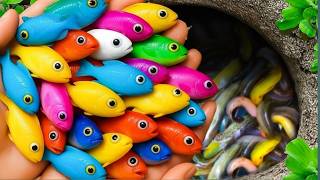 Catch beautiful aquarium fish in small pond baby turtles, guppies blu, rat fish, iguanas, shrimp