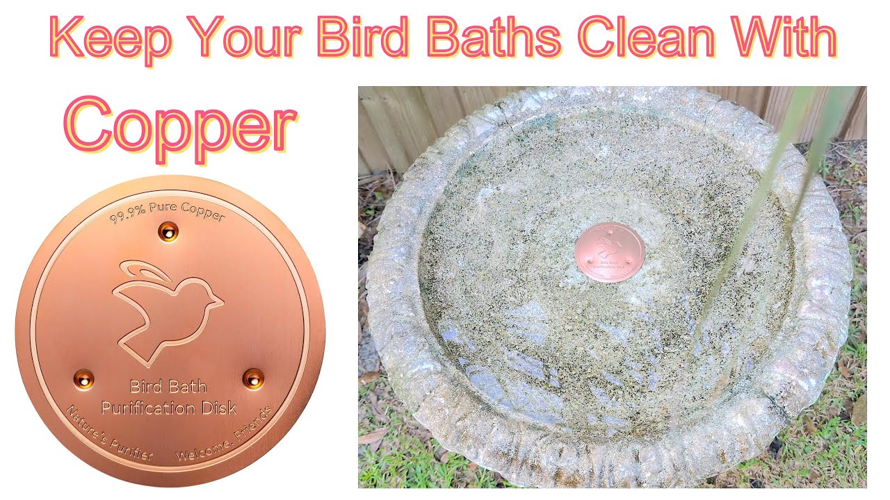 How to Safely Clean Bird Bath