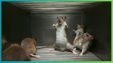 How to Deal With Aggression in Pet Rats 🐀