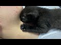 吸血ネコ　vampire cat