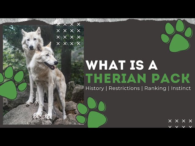 What Is A Therian? 