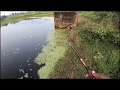 Amazing murrel fishing || Fish Hunting