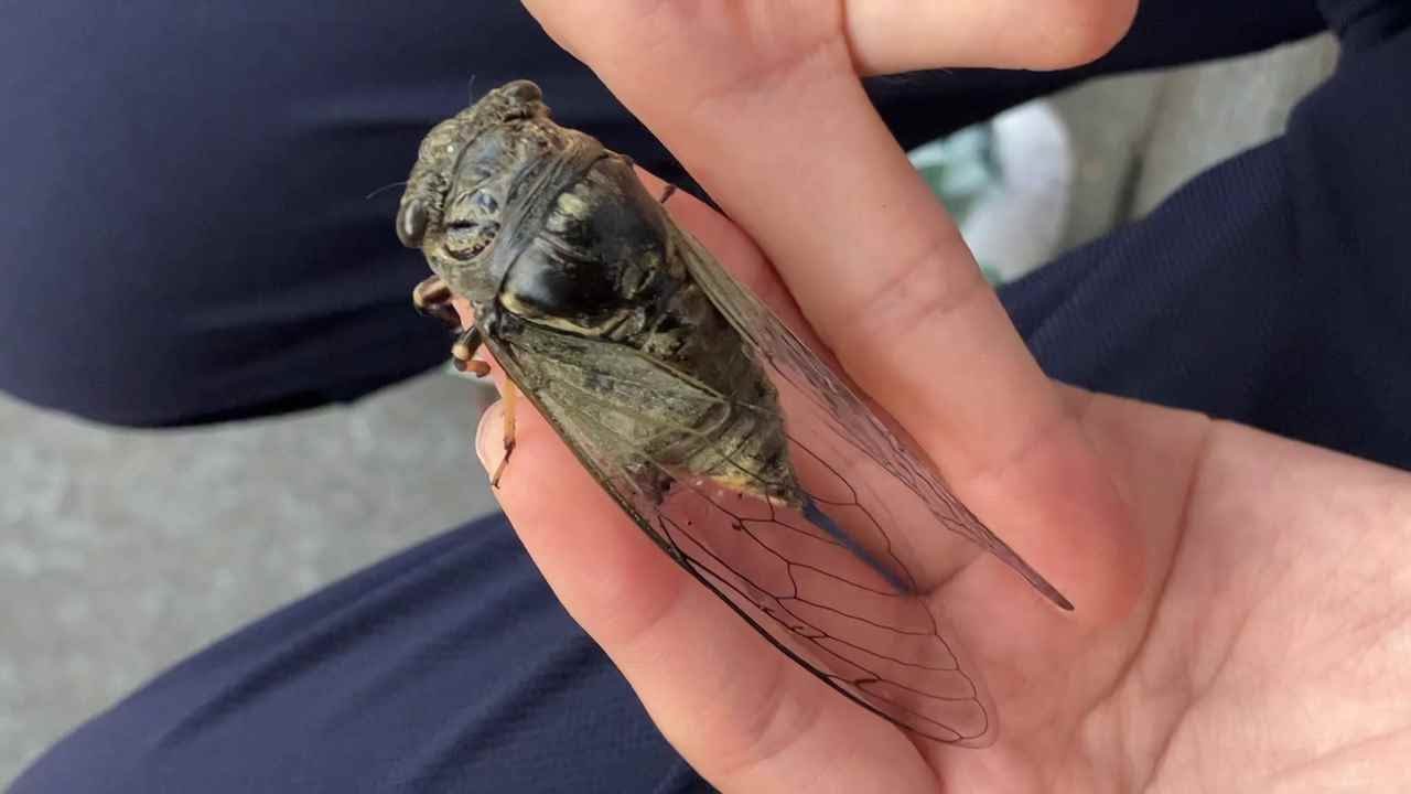 암컷 말매미를 만났습니다. _ I met a female Korean blockish cicada. - YouTube