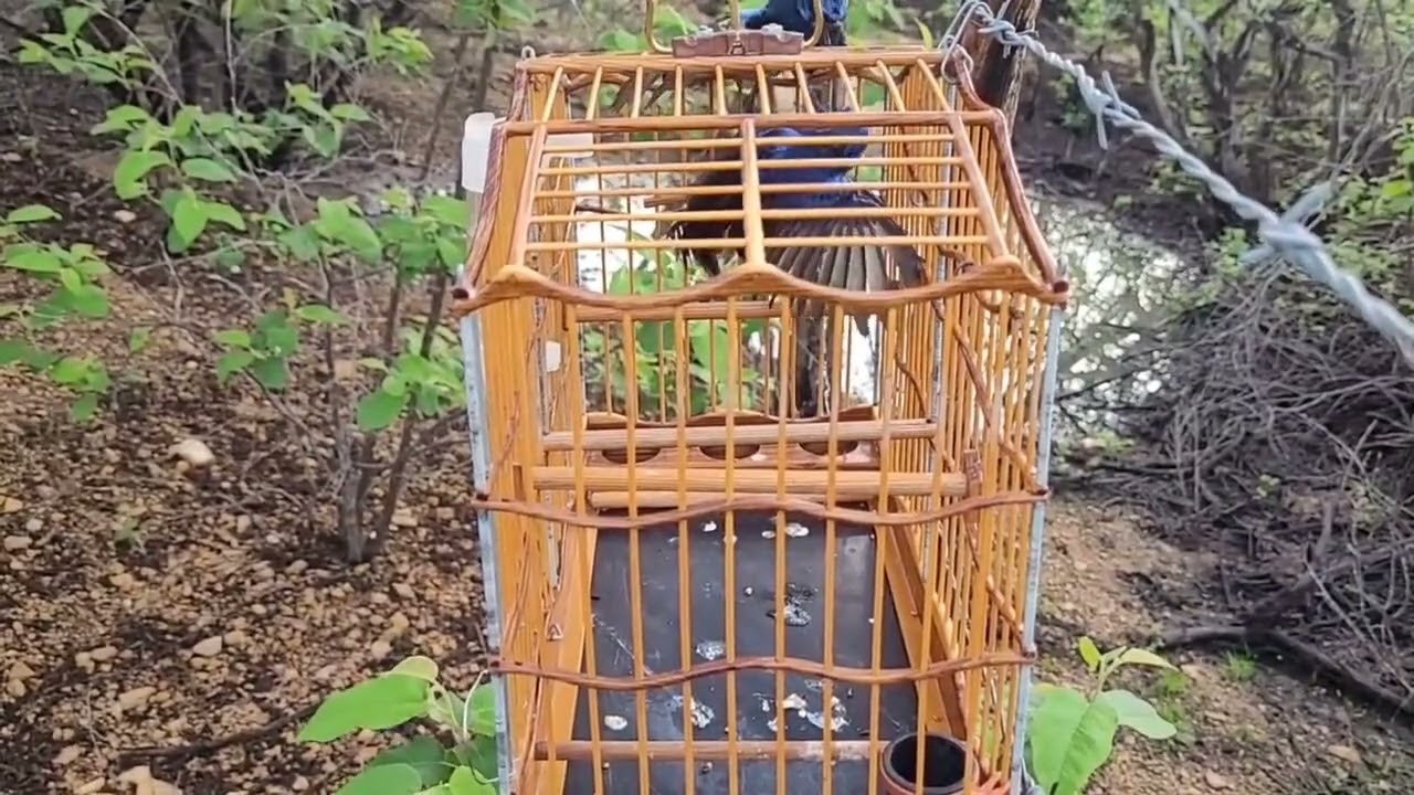 AZULÃO PRF NA PEGADA DIA 02/03/2026 PEGANDO O 2 DO DIA    (COLETA 2)