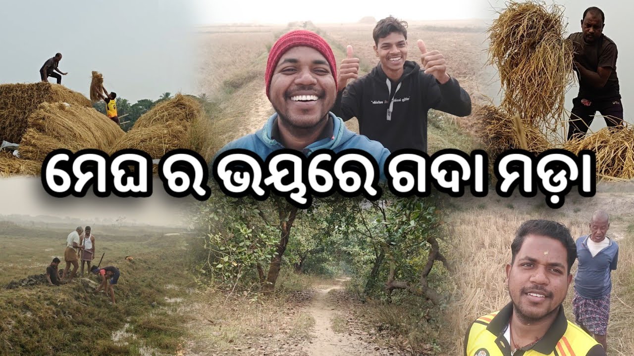 Paddy Farming || Gada Mada || Village Life ||Odia Vlog || Village Vlog || Ekaant With AYASHKANT 