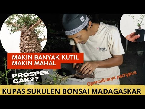 Video: Madagascar Palms - Perawatan Dalam Ruangan Untuk Tanaman Kelapa Madagaskar