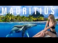 Mauritius travel guide  swimming with whales in mauritius