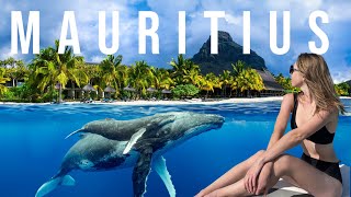 Mauritius Travel Guide - Swimming With Whales in Mauritius