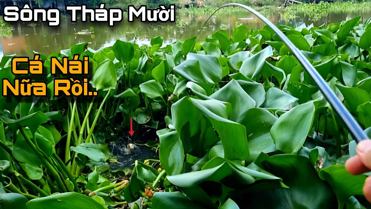 Tập 43 - Câu Cá Rô Sông Tháp Mười Giật Toàn Cá Rô Cỡ Này Riết Ghiền Luôn | Trương Rô