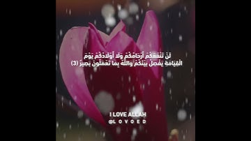 سورة الممتحمة ياسر الدوسري من الايه 2 الي 3 - سورة الممتحنة مكتوبة / فضيلة الشيخ ياسر الدوسري