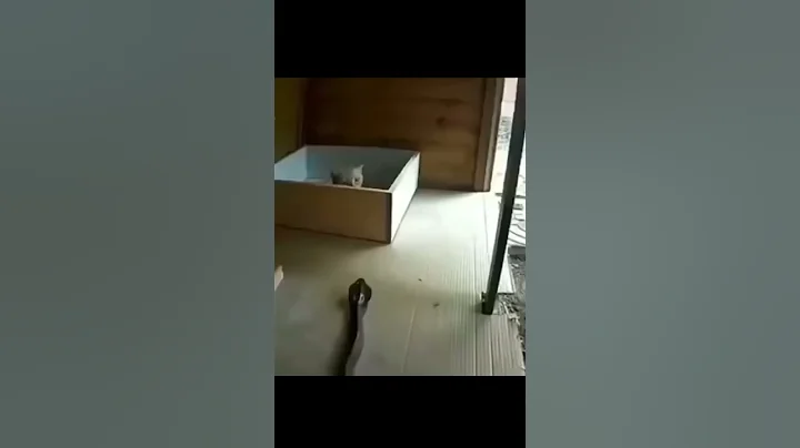 mom cat protecting her kittens from Cobra 🐍 😲😲 - DayDayNews