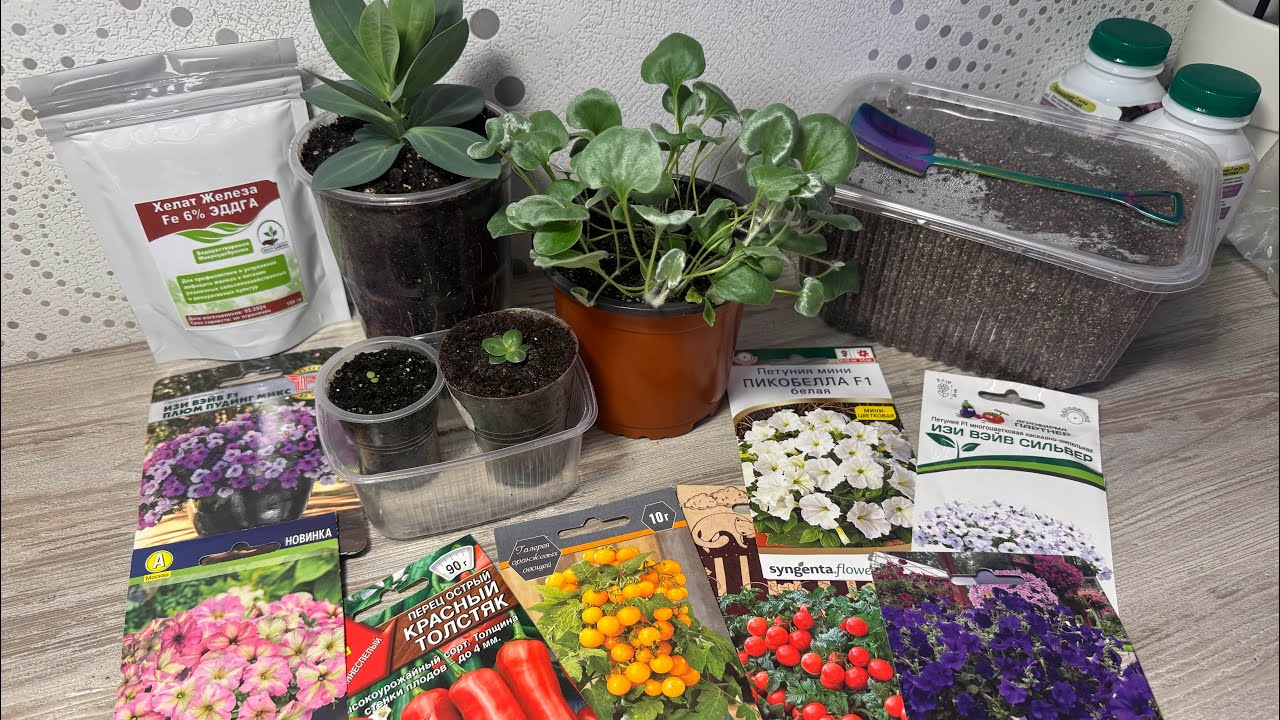 23.02.26 Рассада, присыпка, посевы и про хелат железа 6%