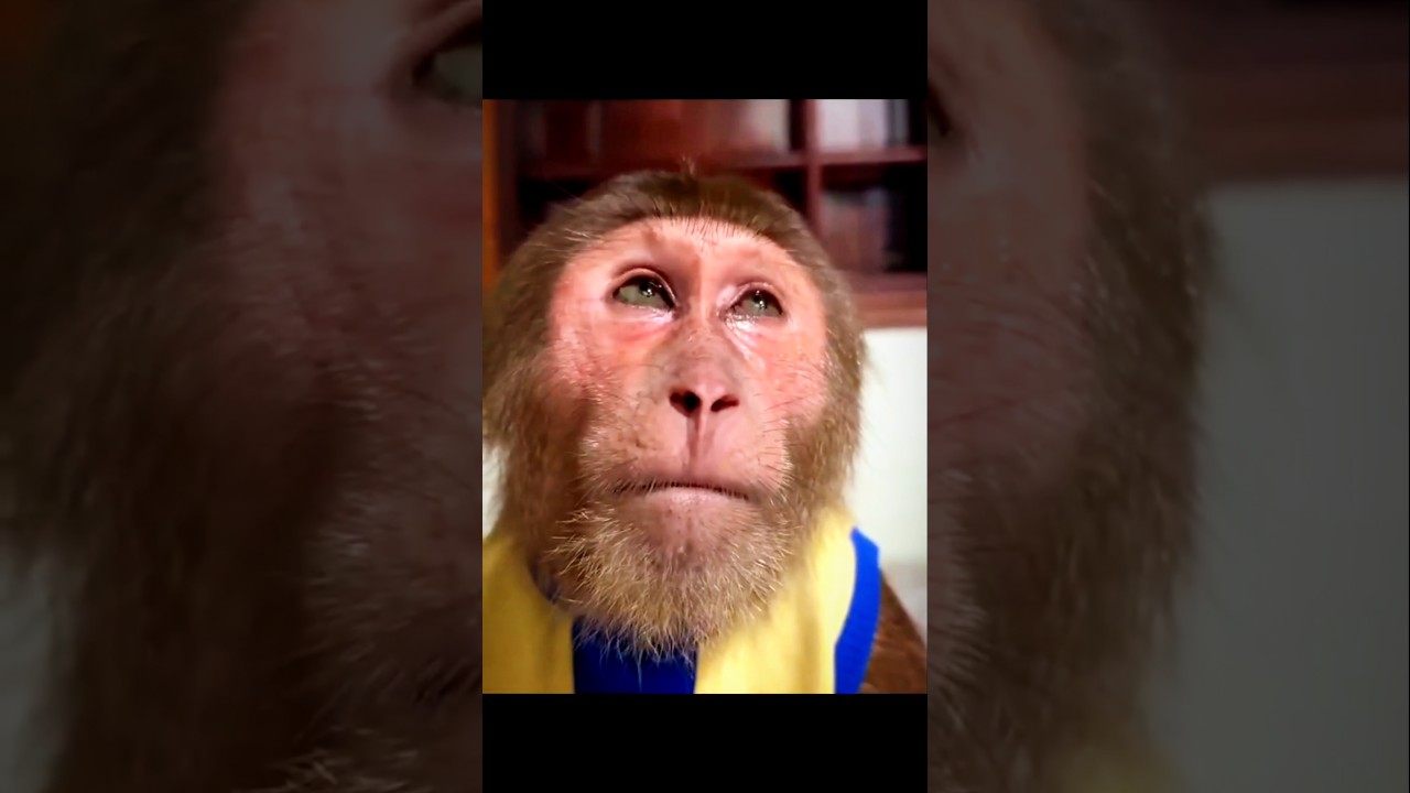 Viral monkey meme template 🐒.........