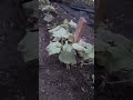 Огірки на на Осінь