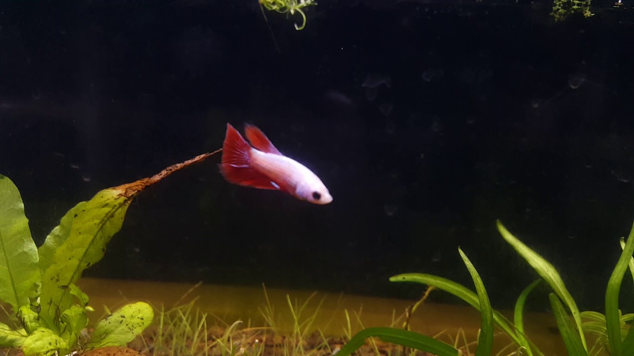 Baby halfmoon betta fish action finally arrived 