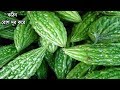 কঠিন থেকে কঠিনতম পুরাতন জয়েন্টের ব্যাথা, হাটুর সমস্যা দূর করে দেয় এই করলা ! খেতে হবে প্রতিদিন