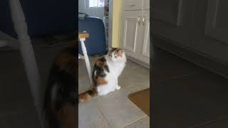 Mini Aussie and Chihuahua mix first day and meeting the cats #dog #cat #pets