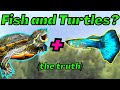 Fish and Turtles Coexistence: Choosing Safe Tankmates