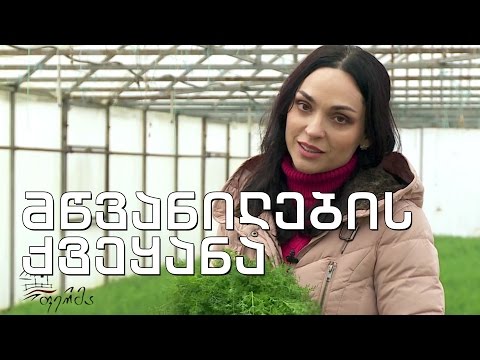 ევროსტანდარტის სათბური წყალტუბოში
