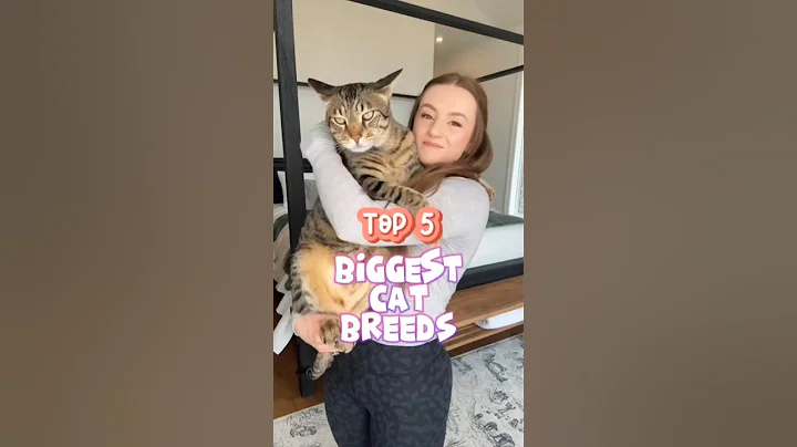 Top 5 Biggest Cat Breeds (Number 1 Looks Like a Wild Animal!) #BigCats #CatLovers #WildLookingCats thumbnail