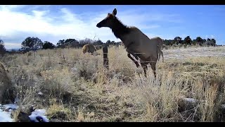 Elk Herd Grazes