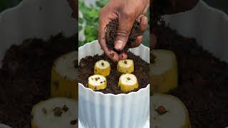 The Ultimate Guide to Clove Propagation from Seed #shorts #viral #video #cloves