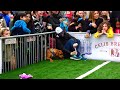 Puppy Bowl 2026 LIVE! Animal World Special Mission Pets Alive
