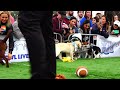 Puppy Bowl 2026 LIVE! Animal World Special Mission Pets Alive