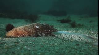 Common cuttlefish hunting at night, UK