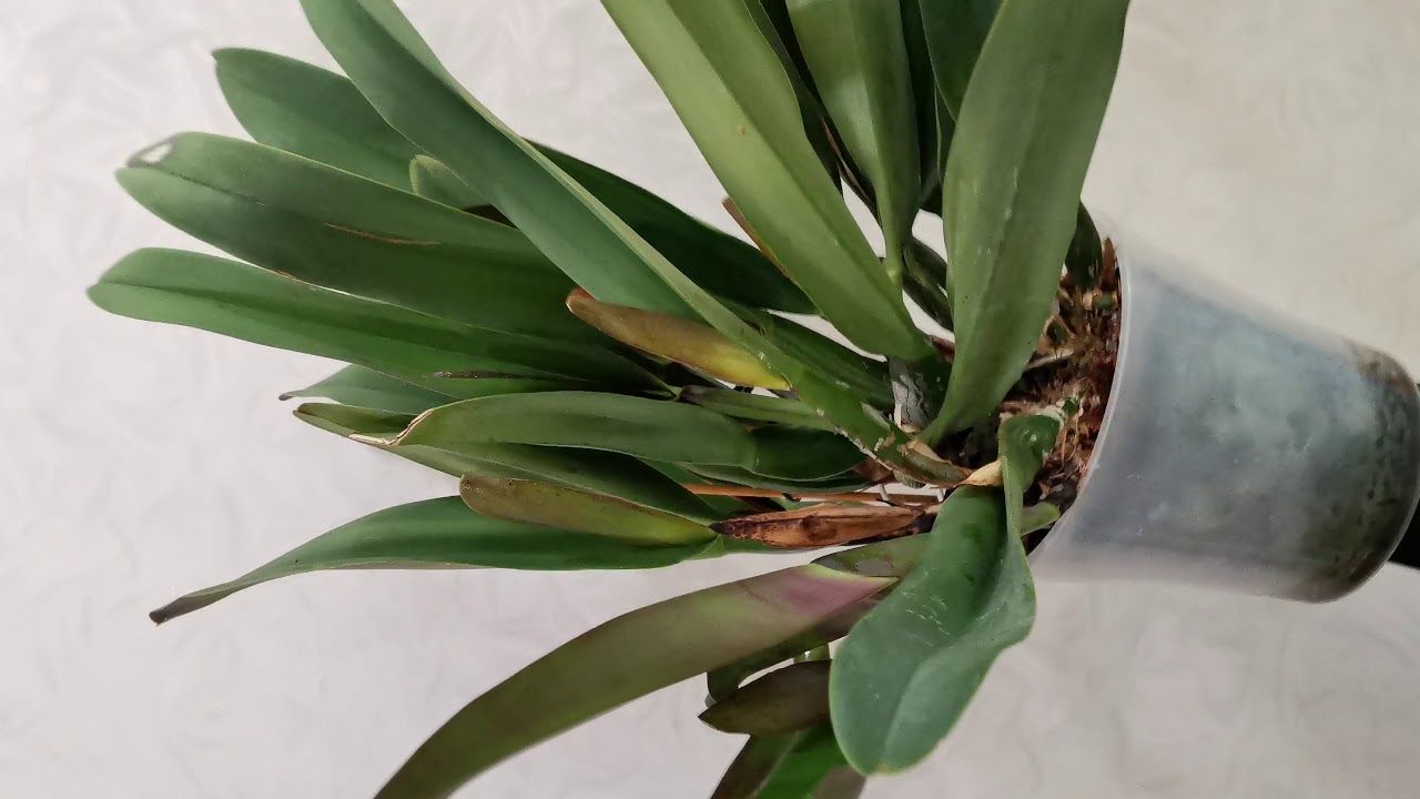 Blc. Chia Lin New City JGP-96