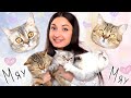 ИХ ВЕЛИЧЕСТВО - КОТЫ 😻 История Моих ТРОИХ Шотландских Кошек 😸 СКОТТИШ СТРАЙТ