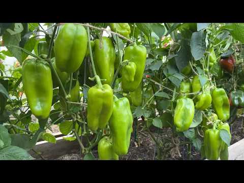 HOW TO GET PEPPERS TO RIPEN FAST ON THE VINE!