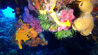 2026 Mexico Scuba Diving Cozumel Palancar Reef Part 2