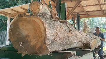 Worth 25 million! Monster teak wood imported from Madiun to make 20x25cm joglo beams