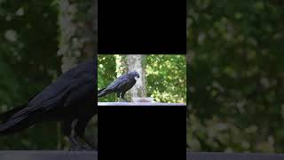 Crows Remember Human Faces… Even Years Later   #animalbehavior    #AnimalPsychology  #crows