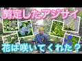 【アジサイの剪定後】過去動画で手入れした6株に花が咲いたのかをチェック(2026年6月)🪻🔍