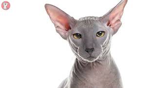 Cats 101 Cute &Spunky Cats - Peterbald  High Quality by Cute & Spunky Cats 96 views 1 year ago 2 minutes, 29 seconds