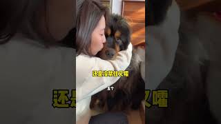 ?这事儿没五六个鹿排，还真搞不定哈哈哈！?? dog pets 萌宠 藏獒 加布 狗狗 宠物 shortsvideo 多吉 可爱