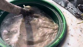 Yummy microbes in a water tender blender by KOFrass 93 views 1 month ago 58 seconds