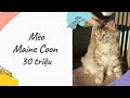 #3: Bé Mèo Maine Coon  - 30 triệu